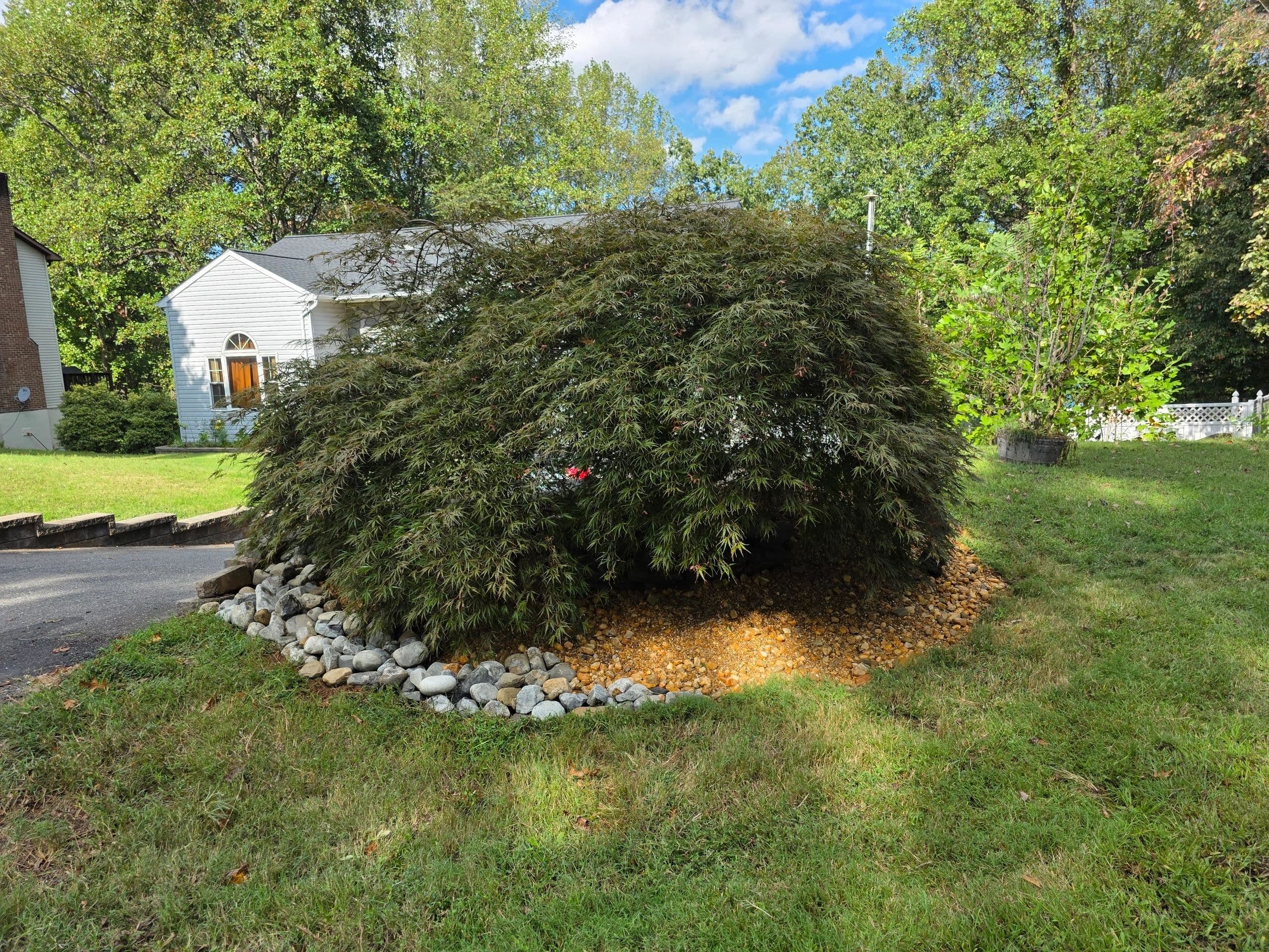 Native Plant Installation