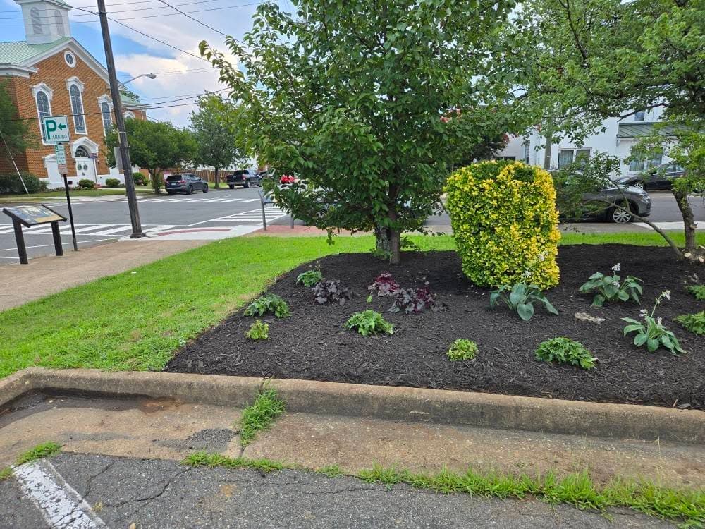 Freshly mulched commercial bed with shrubs and seasonal plantings